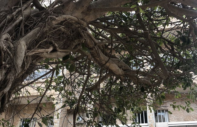 Parcelles Assainies - Foto 20