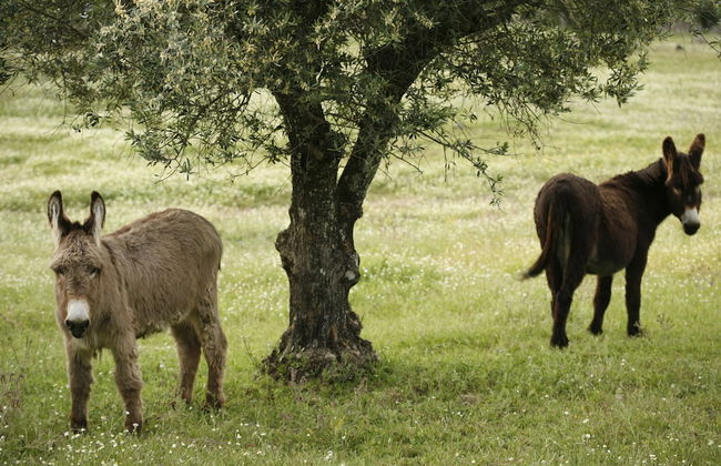 Imani Country House - Foto 57