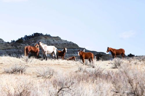 Photo 17 - 'badlands Suite' < 1 Mi to Teddy Roosevelt Park