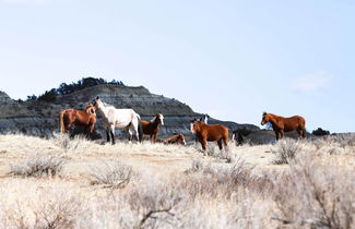 Photo 2 - 'roosevelt Suite' < 1 Mi to Teddy Roosevelt Park