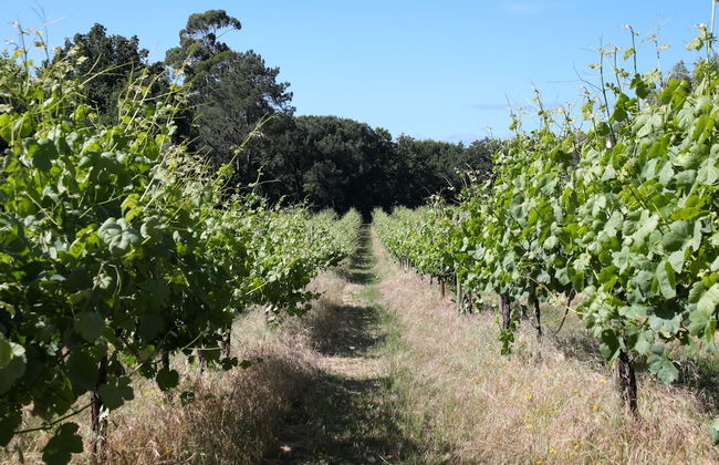 Quinta de Chousas - Braga - Agrotourism - Foto 58