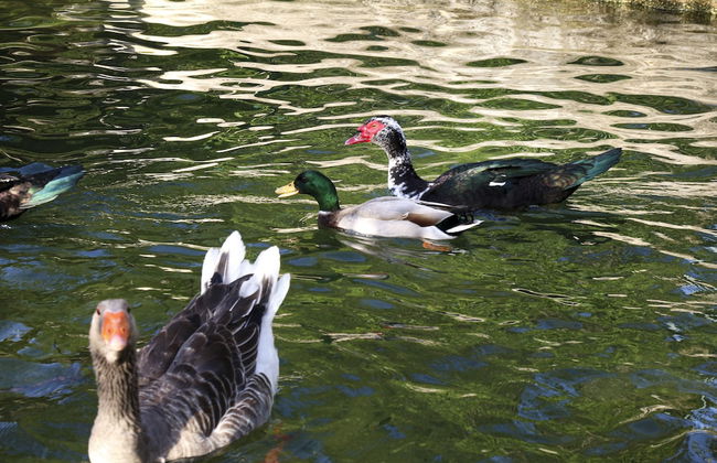 Quinta de Chousas - Braga - Agrotourism - Foto 52