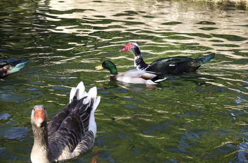 Photo 52 - Quinta de Chousas - Braga - Agrotourism