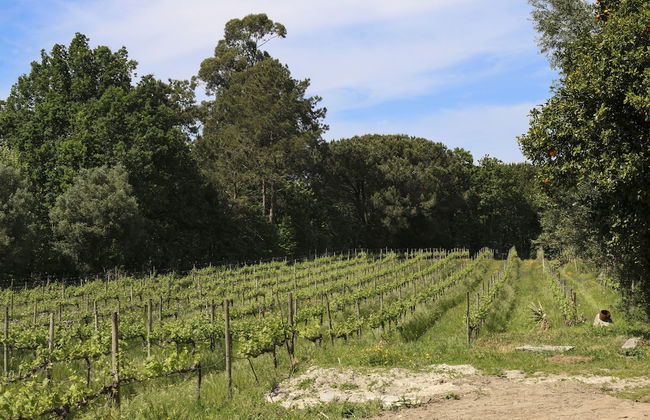 Quinta de Chousas - Braga - Agrotourism - Foto 57