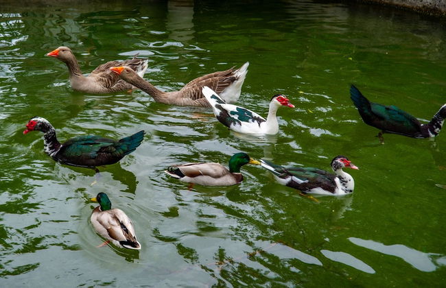 Quinta de Chousas - Braga - Agrotourism - Foto 56