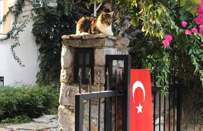 Villa Yasemin - Photo 23