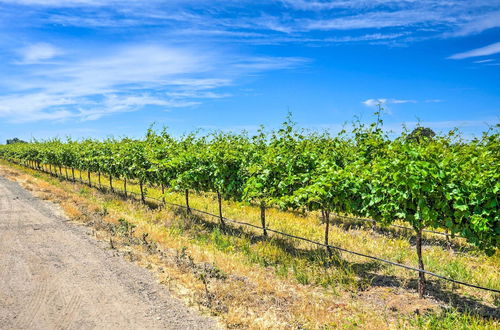 Photo 2 - Charming Lodi Retreat: Walk to Local Wineries