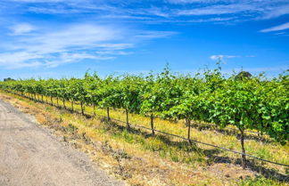 Foto 2 - Charming Lodi Retreat: Walk to Local Wineries