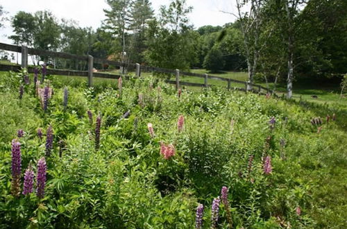 Photo 2 - Chester Farmhouse on 100 Acres, 15 Min to Okemo