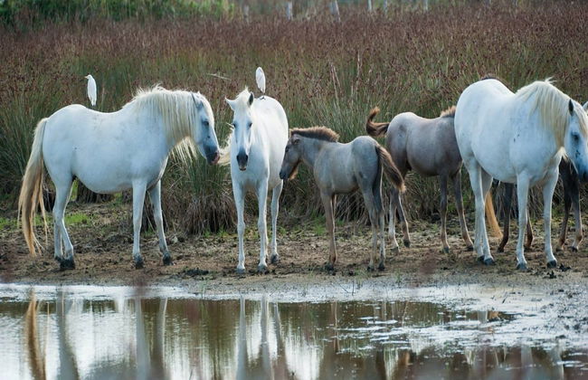 Characteristic Apartment in Codigoro With Pool - Foto 62