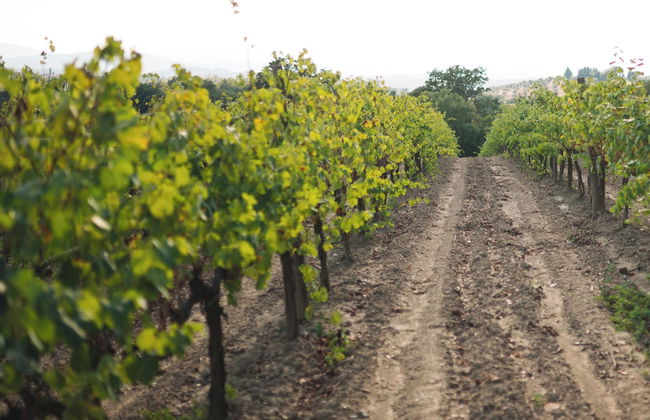 Agriturismo Podere Ristella - Wine&Food - Foto 57
