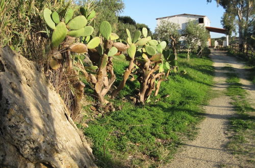 Foto 14 - L'agave e la Palma Nana