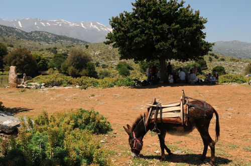 Photo 43 - Enagron Cretan Ecotourism Village