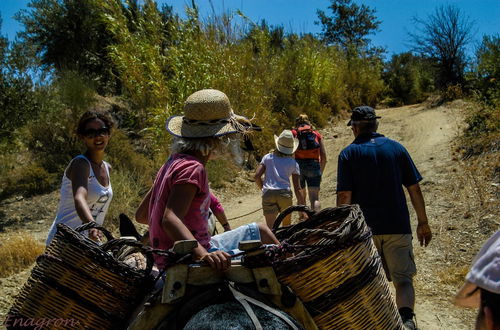 Photo 45 - Enagron Cretan Ecotourism Village