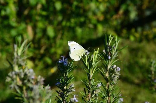 Photo 46 - Al Podere di Rosa