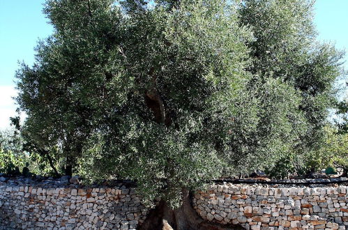 Photo 78 - Masseria Due Torri