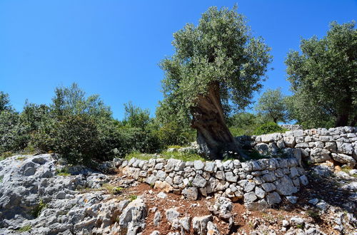 Photo 12 - Masseria Spetterrata