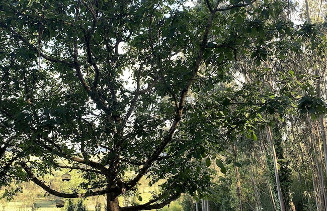 Apartamentos Las Garzas de Oyambre - Foto 26