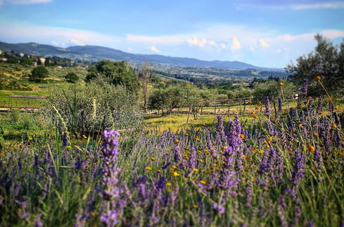 Foto 50 - Fattoria di Maiano