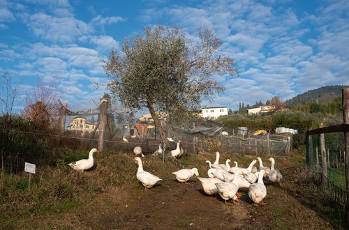 Photo 80 - Fattoria di Maiano