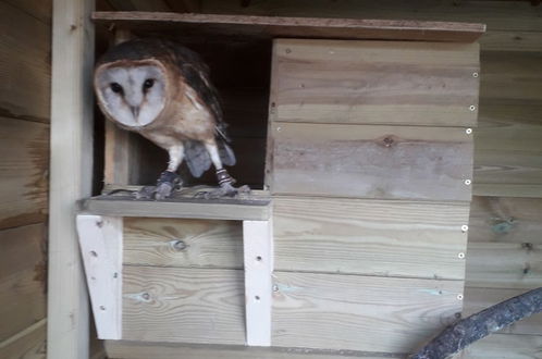 Photo 20 - Ruby Shepherds hut Sleeps 4