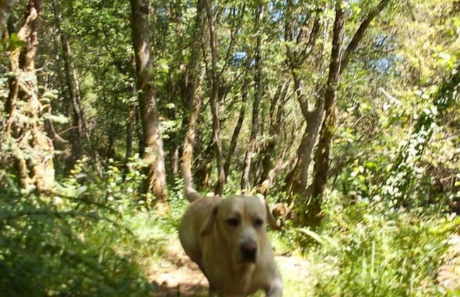 O Muíño de Pena Casa Rural - Foto 43
