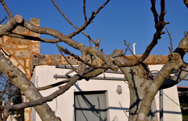 Masseria Uccio - Foto 37
