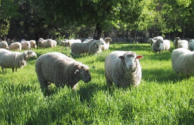 Agroturismo Es Molí de Son Maiol - Foto 36