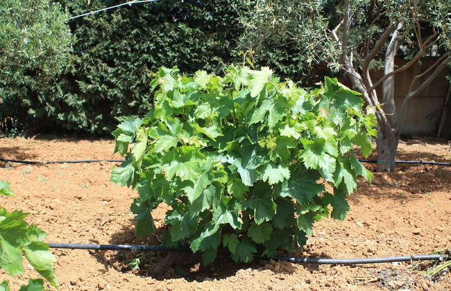 Naxos Cottage - Foto 53