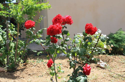 Photo 52 - Naxos Cottage