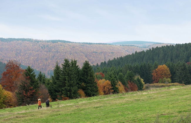 Fantastic Apartment in Frauenwald near Forest - Foto 39