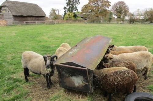 Photo 11 - The Red Barn