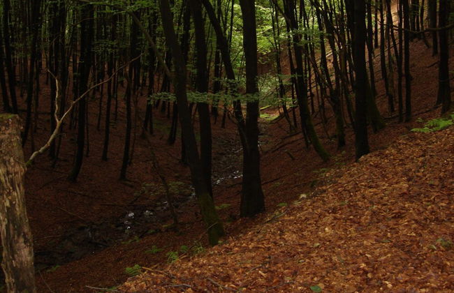 Hillside Cottage Near Winterberg - Foto 17