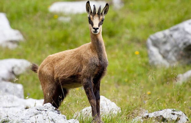 No. 2 - Country House Geierstanger - Foto 16