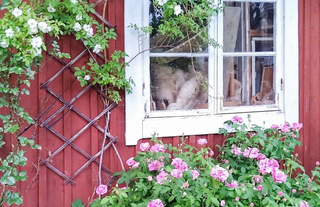 5 Person Holiday Home in Osterhaninge - Foto 14