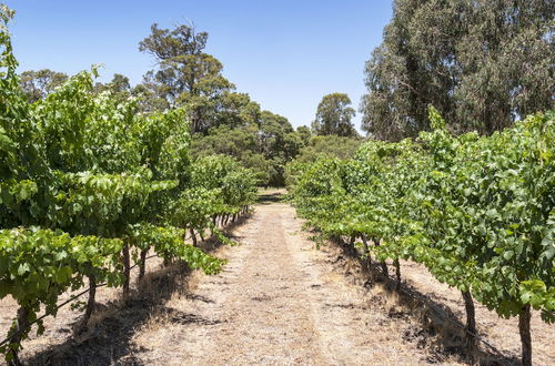 Photo 42 - Island Brook Estate Vineyard and Chalets