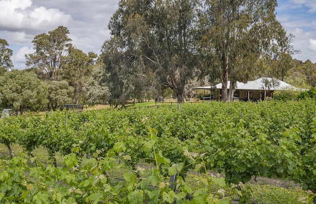 Island Brook Estate Vineyard and Chalets - Foto 52