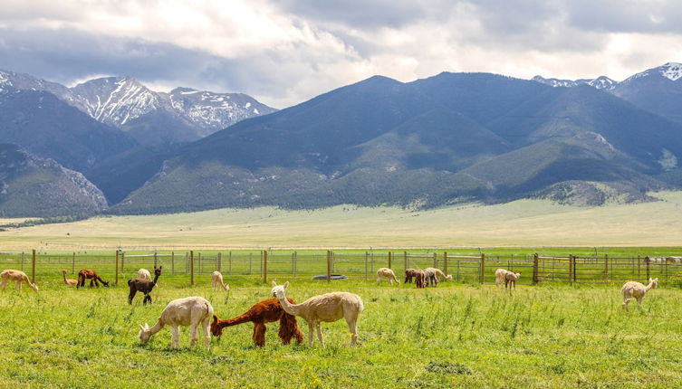 Foto 1 - Mountain-view Montana Rental Cabin on Alpaca Farm
