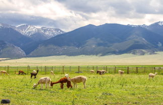 Photo 1 - Mountain-view Montana Rental Cabin on Alpaca Farm