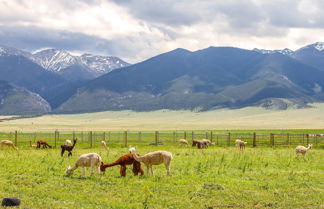 Foto 1 - Mountain-view Montana Rental Cabin on Alpaca Farm