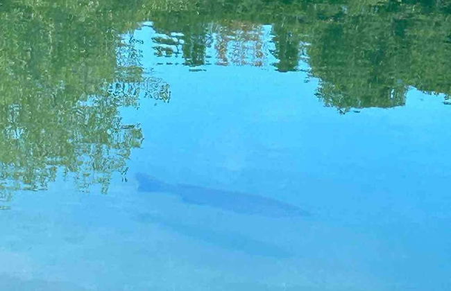 Le Ptit Canada Escape - Foto 22