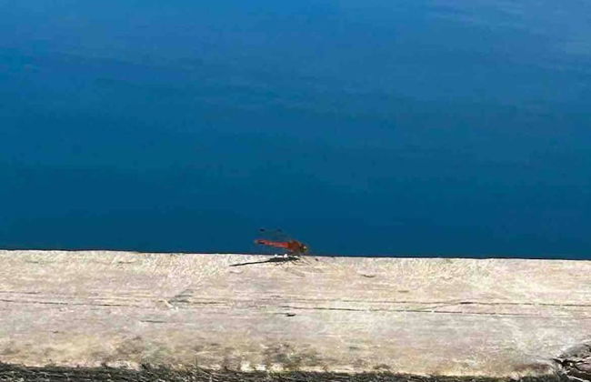 Le Ptit Canada Escape - Foto 14