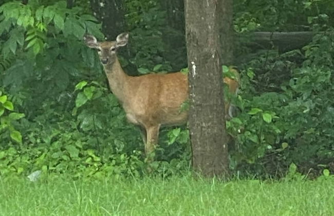 Le Ptit Canada Escape - Foto 10