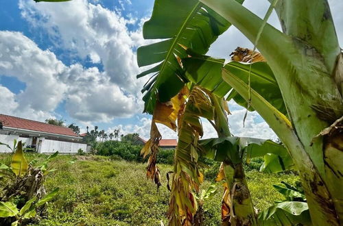 Photo 46 - Canggu Jungle View Villa