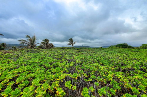 Photo 8 - 'the Aloha Green House' Retreat w/ Ocean Views