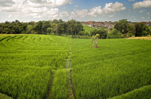 Photo 47 - Best Selling Family 5 Bedrooms Pool Villa in Canggu