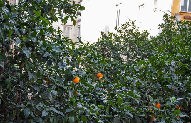 Le Stanze del Vicerè - Foto 32