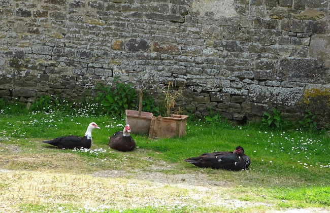 Country House on a Beautiful Medieval Estate - Foto 63