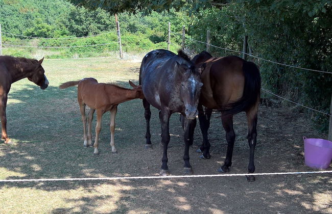 Il Borgo del Lupo - Foto 14