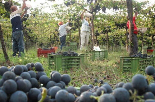 Photo 14 - Azienda Vitivinicola Sergio Del Casale